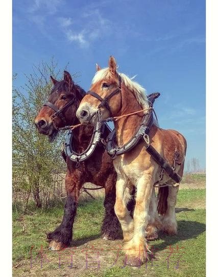 AC定能馴「馬」